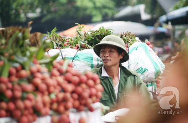 vải lục ngạn