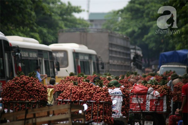 vải lục ngạn