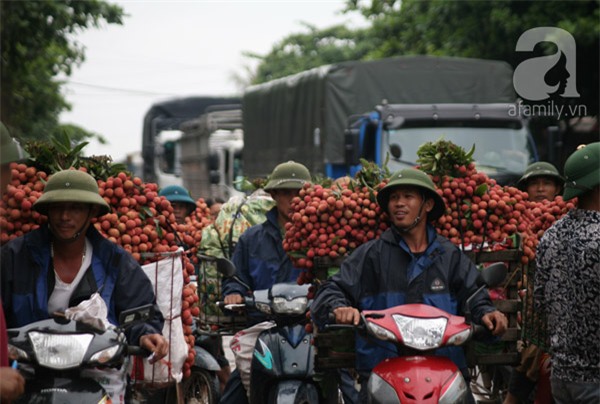 vải lục ngạn