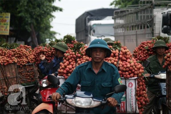 vải lục ngạn