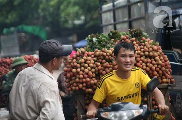 vải lục ngạn