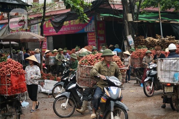 vải lục ngạn