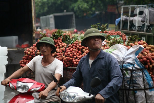 vải lục ngạn