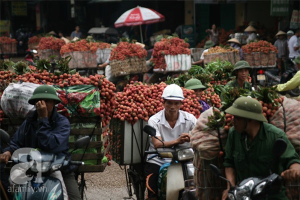 vải lục ngạn