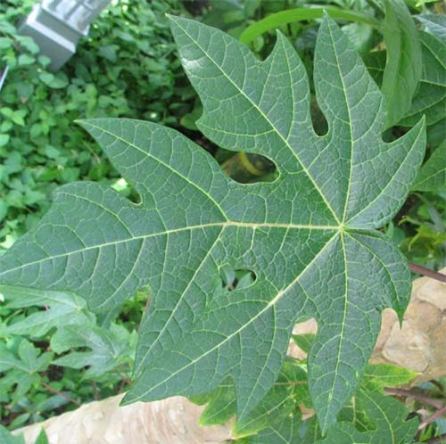 Những lợi ích