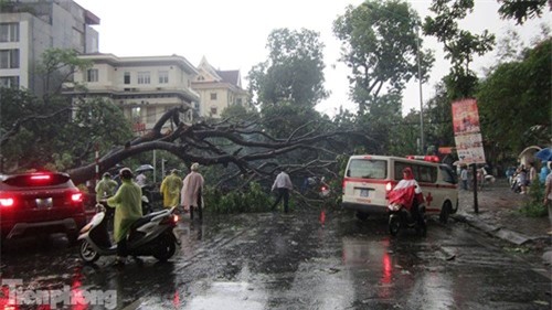 Hà Nội mưa lớn, gió giật cây bật gốc đè chết người - ảnh 27