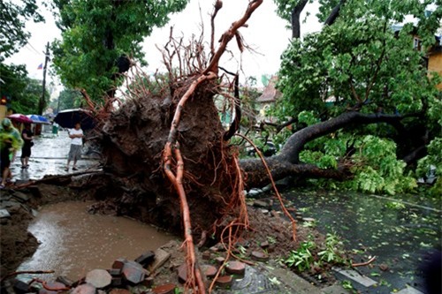 Hà Nội mưa lớn, gió giật cây bật gốc đè chết người - ảnh 8