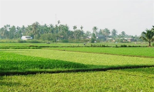 rau muống