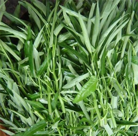 rau muống