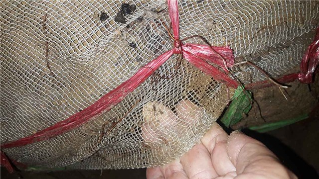 dông lốc, cây đổ, vàng tâm, cây xanh