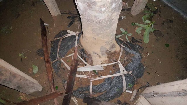 dông lốc, cây đổ, vàng tâm, cây xanh