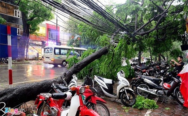 Cây đổ gây thiệt hại cả về người và phương tiện. Ảnh