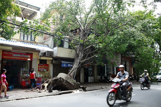 mưa dông; gió giật; cây đổ; hà nội