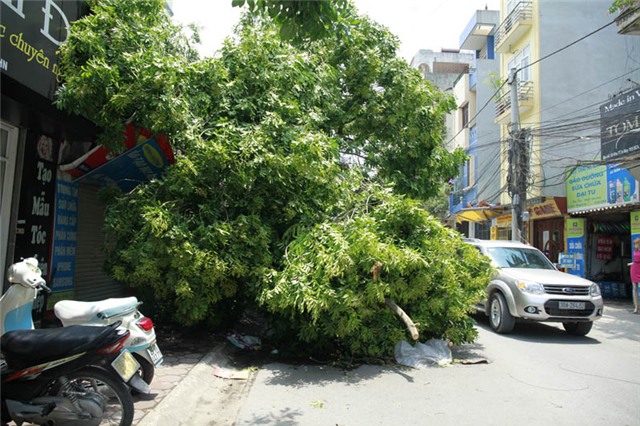 mưa dông; gió giật; cây đổ; hà nội