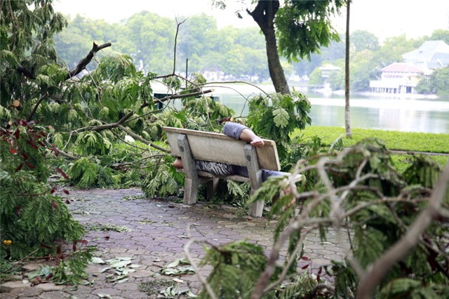 mưa dông; gió giật; cây đổ; hà nội
