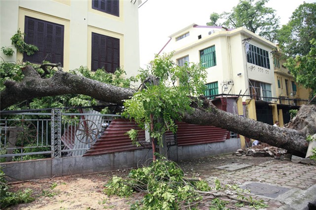 mưa dông; gió giật; cây đổ; hà nội