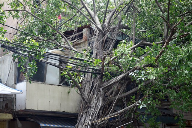 mưa dông; gió giật; cây đổ; hà nội