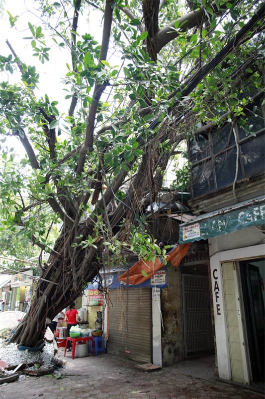 mưa dông; gió giật; cây đổ; hà nội