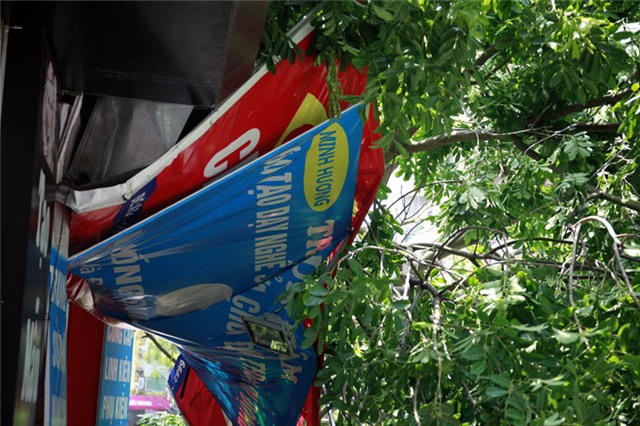 mưa dông; gió giật; cây đổ; hà nội