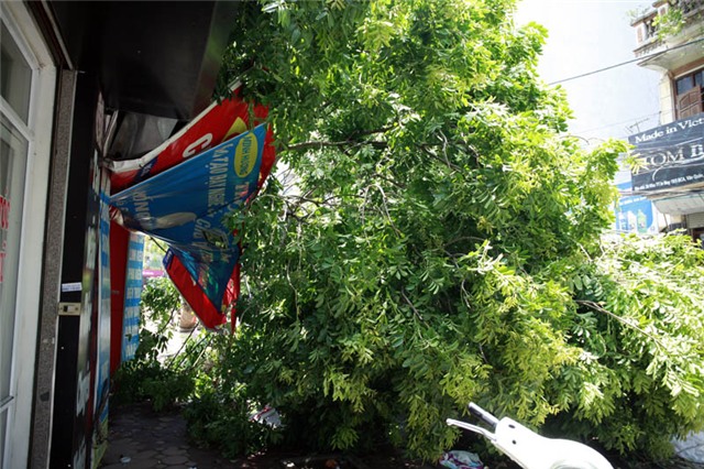 mưa dông; gió giật; cây đổ; hà nội