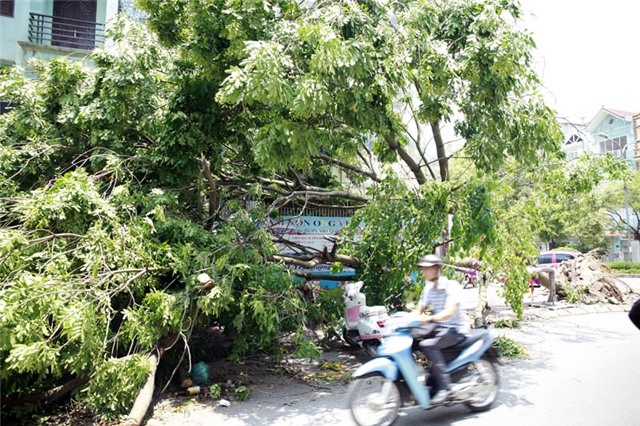 mưa dông; gió giật; cây đổ; hà nội