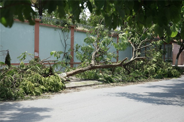 mưa dông; gió giật; cây đổ; hà nội