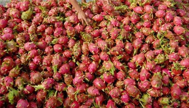 Trái cây đặc sản miền Tây giảm giá mạnh, vắng khách mua