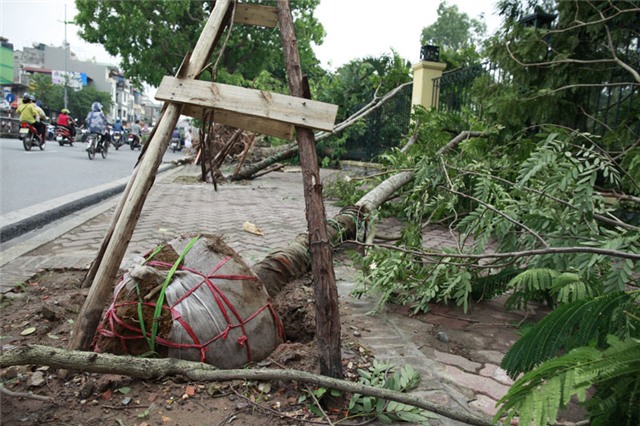 Chuyện khó tin, siêu dông, Hà Nội, cây xanh, cột đèn