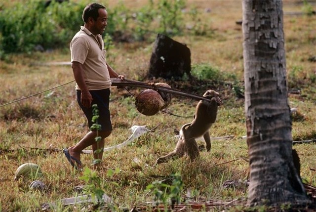Thái Lan có một trường học dành riêng cho khỉ, có tên Cao đẳng Khỉ Thani. Tại đây, các chú khỉ được học biểu diễn và hái dừa. Ngoài ra, quốc gia du lịch này cón có một lễ hội trong đó hàng tấn hoa quả, rau củ được chuyển đến cho khỉ ăn. Ảnh: Michaelfreemanphoto.