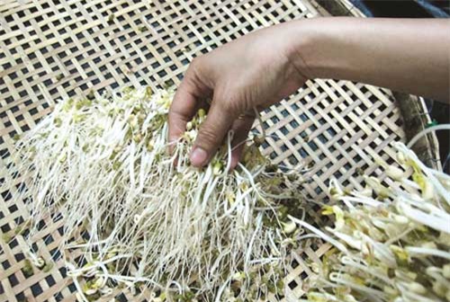 giá đỗ, hóa chất, kích thích, rau xanh, giá-đỗ, hóa-chất, kích-thích, rau-xanh,