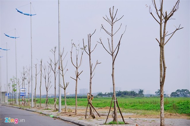 Cây chết, hàng loạt, tuyến đường 6.600 tỷ, Hà Nội