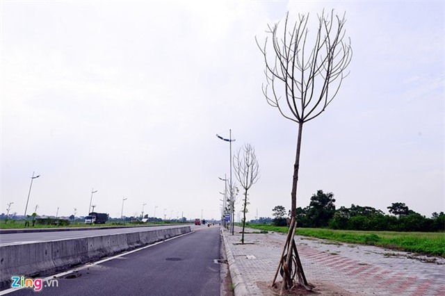 Cây chết, hàng loạt, tuyến đường 6.600 tỷ, Hà Nội