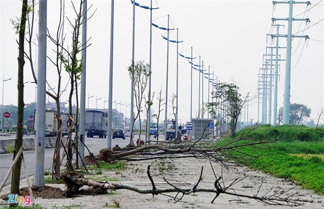 Cây chết, hàng loạt, tuyến đường 6.600 tỷ, Hà Nội