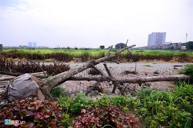 Cây chết, hàng loạt, tuyến đường 6.600 tỷ, Hà Nội