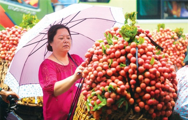 Một chủ vựa thu mua vải thiều đang chọn hàng. Ảnh: Hải Nguyễn