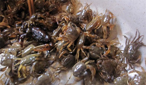 Những ai không được ăn cua đồng? - 2