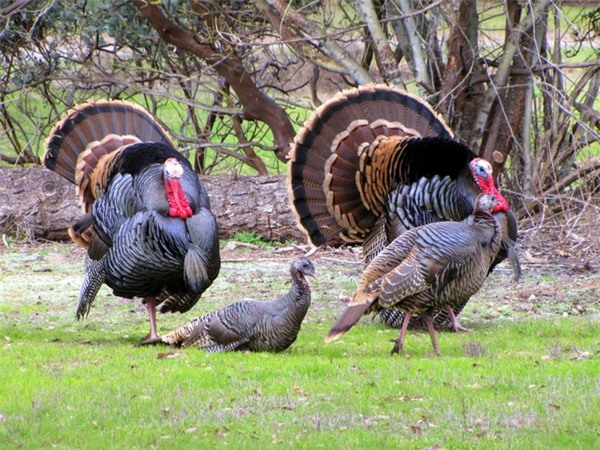 5+1 nghiên cứu khoa học khiến bạn té ngửa vì độ “quái gở”