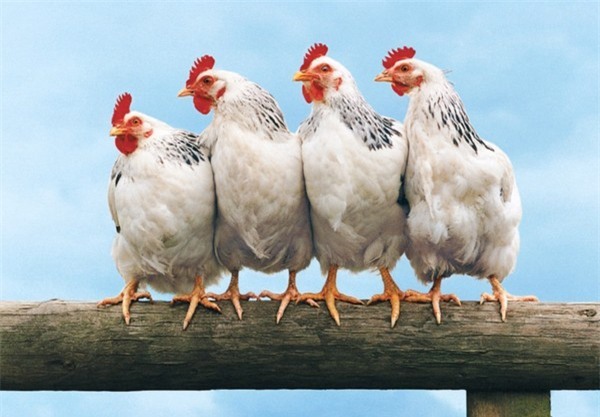 5+1 nghiên cứu khoa học khiến bạn té ngửa vì độ “quái gở”