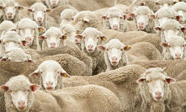 5+1 nghiên cứu khoa học khiến bạn té ngửa vì độ “quái gở”