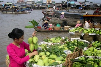 Quả xoài tươi có mùi thơm ngọt đậm, có tinh dầu phần cuống là lưu ý khi chọn mua xoài