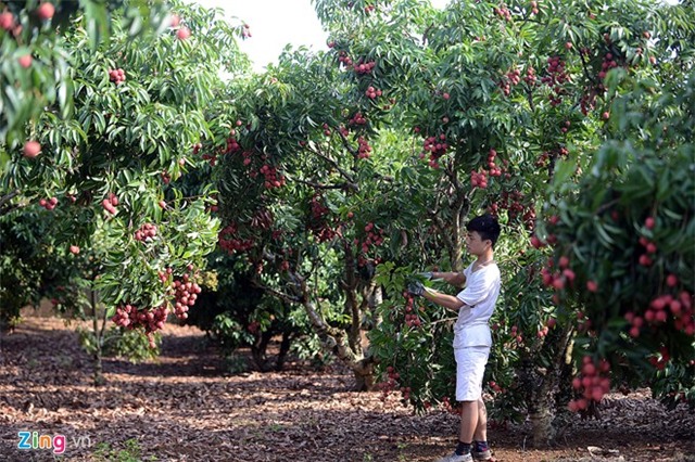 Bên trong dây chuyền xuất khẩu vải thiều đi Mỹ, Úc
