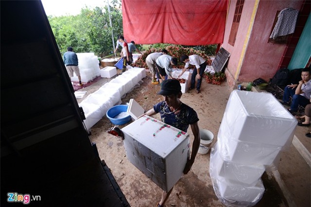 Bên trong dây chuyền xuất khẩu vải thiều đi Mỹ, Úc