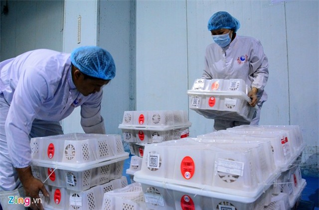 Bên trong dây chuyền xuất khẩu vải thiều đi Mỹ, Úc