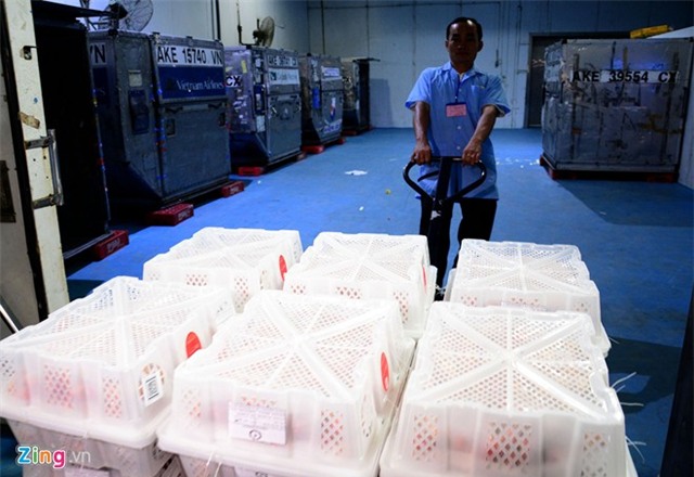 Bên trong dây chuyền xuất khẩu vải thiều đi Mỹ, Úc