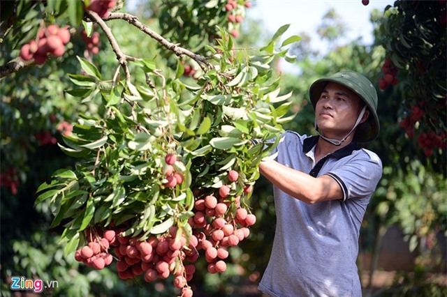 Bên trong dây chuyền xuất khẩu vải thiều đi Mỹ, Úc