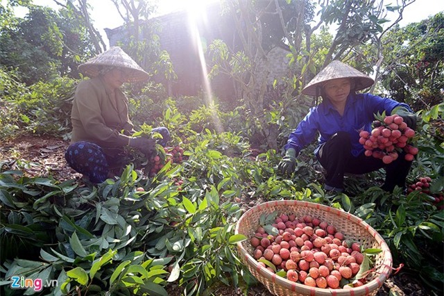 Bên trong dây chuyền xuất khẩu vải thiều đi Mỹ, Úc