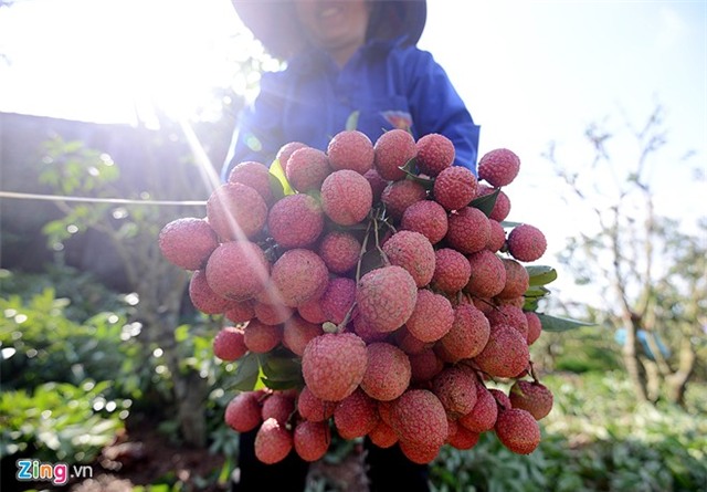 Bên trong dây chuyền xuất khẩu vải thiều đi Mỹ, Úc