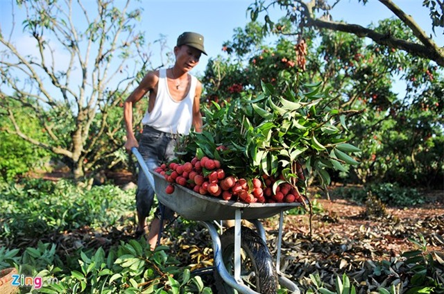 Bên trong dây chuyền xuất khẩu vải thiều đi Mỹ, Úc