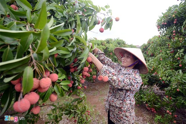 Bên trong dây chuyền xuất khẩu vải thiều đi Mỹ, Úc