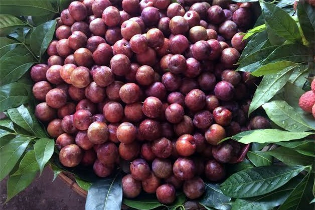 Mận hậu, mận hậu Bắc Hà, Tết Đoan ngọ, tăng giá, tích trữ, hoa quả, mận cuối mùa, mận-hậu, mận-hậu-Bắc-Hà, Tết-Đoan-ngọ, tăng-giá, tích-trữ, hoa-quả, mận-cuối-mùa